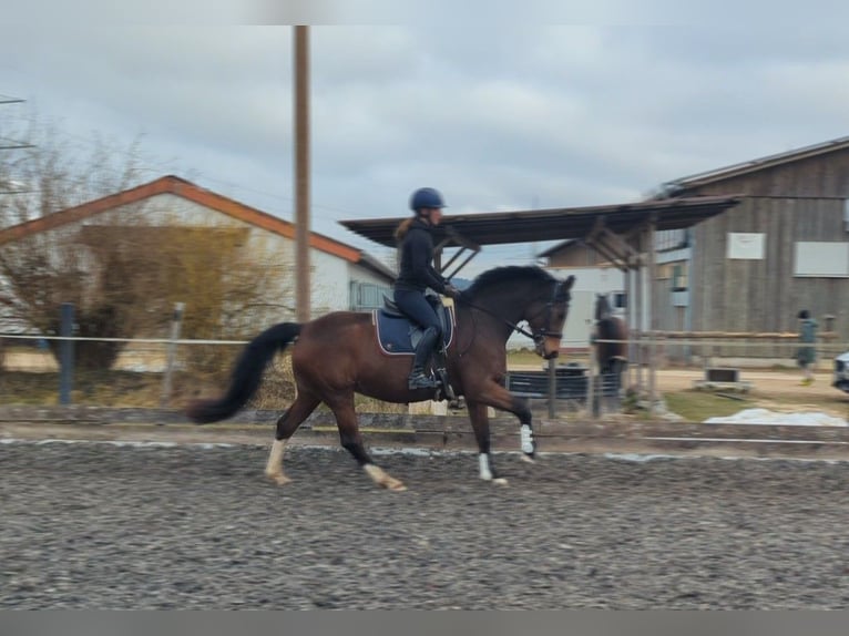 Bayerisches Warmblut Stute 13 Jahre 165 cm Brauner in Illertissen