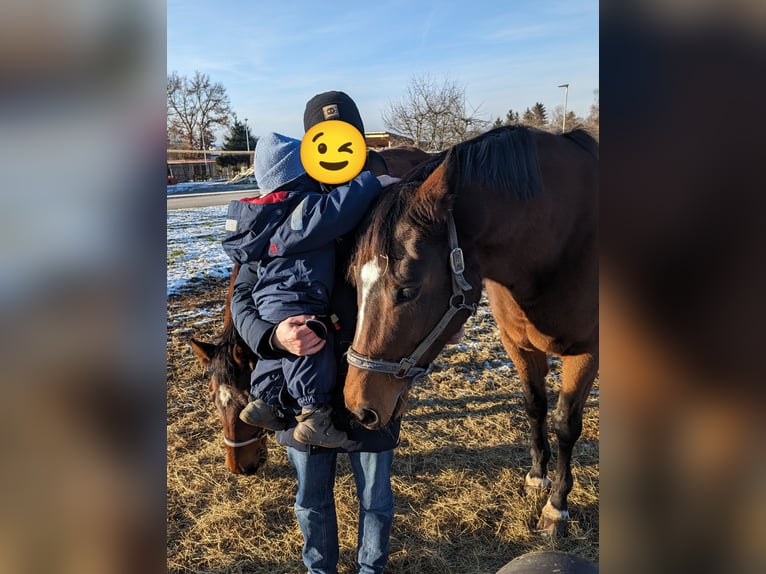 Bayerisches Warmblut Stute 13 Jahre 165 cm Brauner in Illertissen