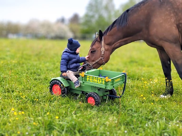 Bayerisches Warmblut Stute 13 Jahre 165 cm Brauner in Illertissen