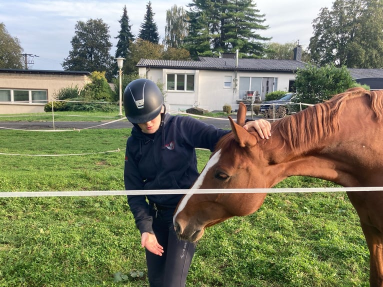 Bayerisches Warmblut Stute 13 Jahre 165 cm Fuchs in Dreikirchen