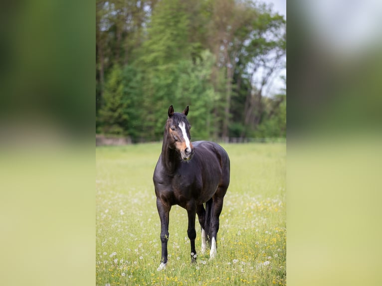 Bayerisches Warmblut Stute 13 Jahre 168 cm Dunkelbrauner in Oberpöring