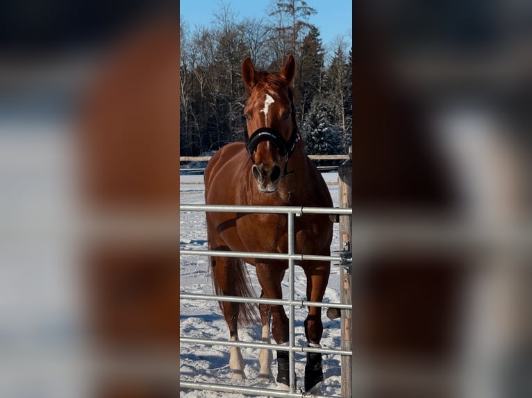 Bayerisches Warmblut Stute 13 Jahre 168 cm Fuchs in Traunstein