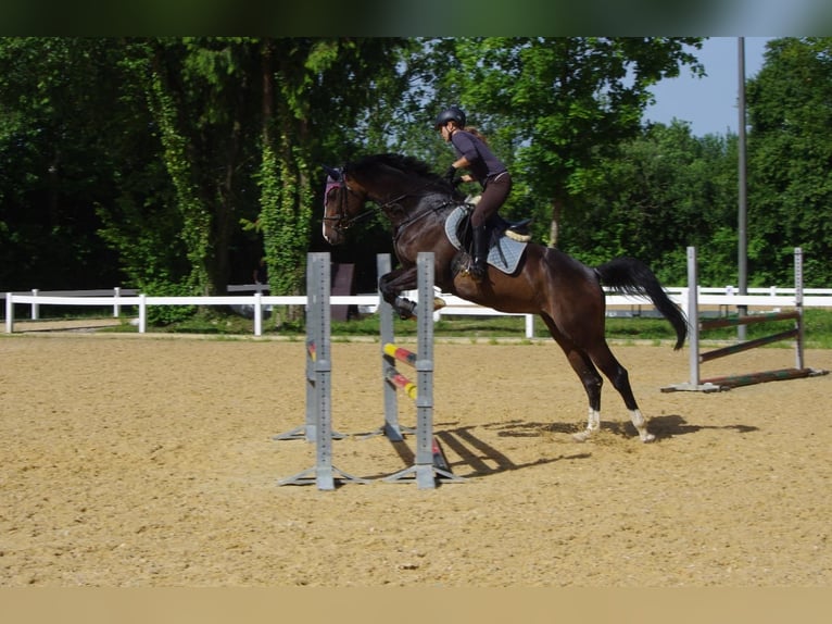 Bayerisches Warmblut Stute 13 Jahre 169 cm Dunkelbrauner in Moosburg