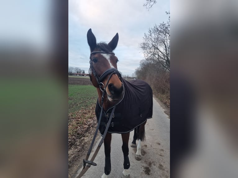 Bayerisches Warmblut Stute 13 Jahre 171 cm Brauner in Manching