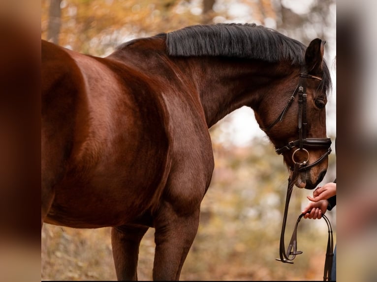 Bayerisches Warmblut Stute 13 Jahre 171 cm Brauner in Manching