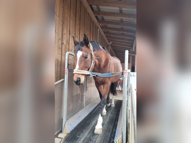 Bayerisches Warmblut Stute 13 Jahre 171 cm Brauner in Manching