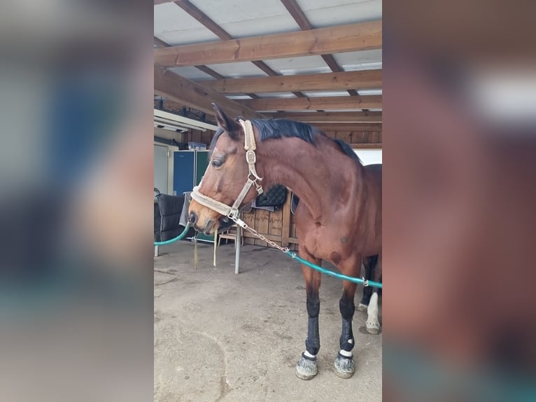 Bayerisches Warmblut Stute 13 Jahre 171 cm Brauner in Manching
