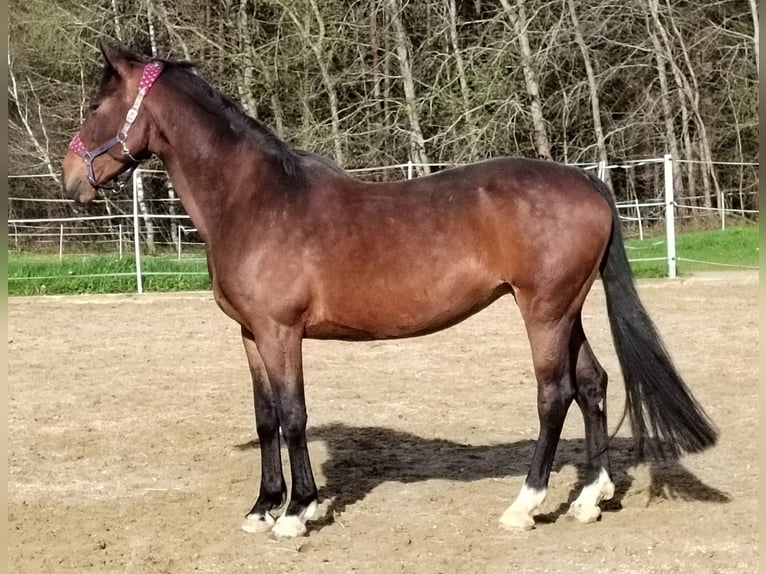 Bayerisches Warmblut Stute 13 Jahre 172 cm Dunkelbrauner in Dietersburg
