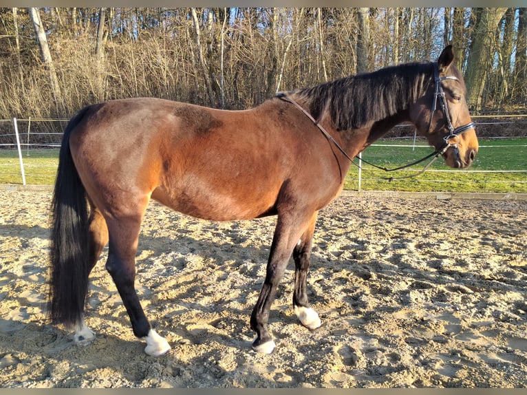 Bayerisches Warmblut Stute 13 Jahre 172 cm Dunkelbrauner in Dietersburg