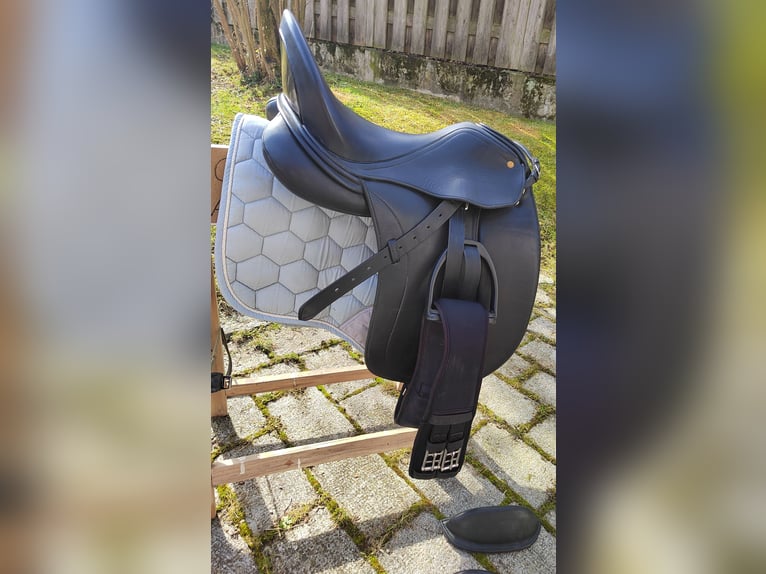 Bayerisches Warmblut Stute 13 Jahre 172 cm Dunkelbrauner in Dietersburg