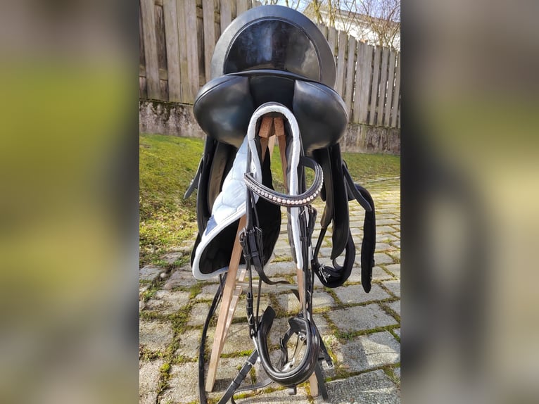 Bayerisches Warmblut Stute 13 Jahre 172 cm Dunkelbrauner in Dietersburg