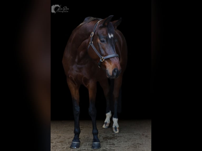 Bayerisches Warmblut Stute 13 Jahre 172 cm Dunkelbrauner in Besigheim Bayerisches Warmblut Stute 13 Jahre 172 cm Dunkelbrauner in Besigheim
