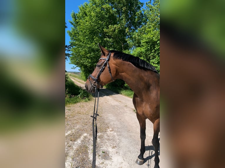 Bayerisches Warmblut Stute 13 Jahre 172 cm Dunkelbrauner in Besigheim
