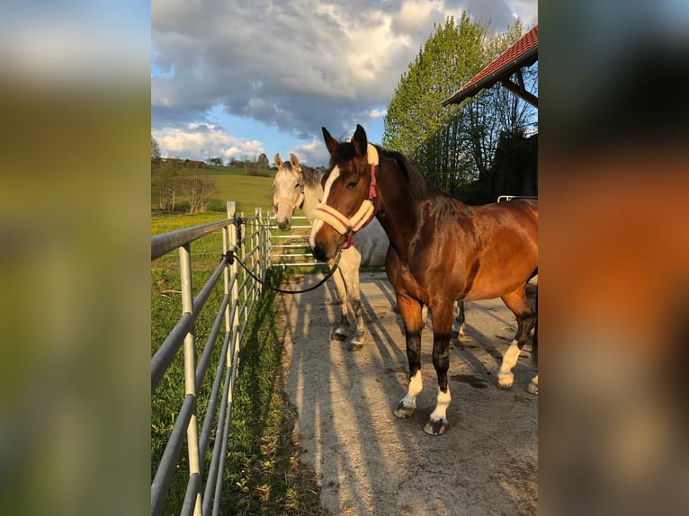 Bayerisches Warmblut Stute 13 Jahre 173 cm Dunkelbrauner in Wolfhagenfhagen