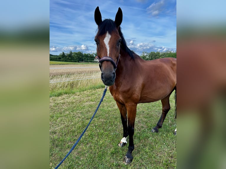 Bayerisches Warmblut Stute 13 Jahre 175 cm Brauner in Donnersdorf