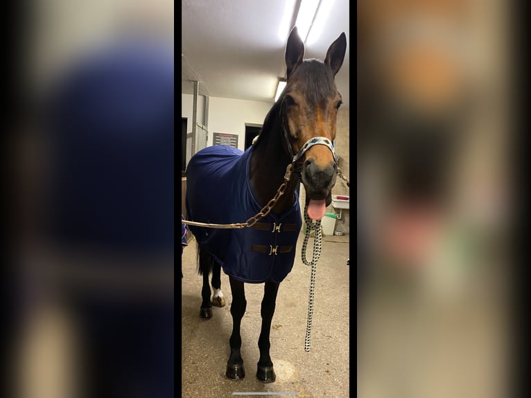 Bayerisches Warmblut Stute 13 Jahre 175 cm Brauner in Alkoven
