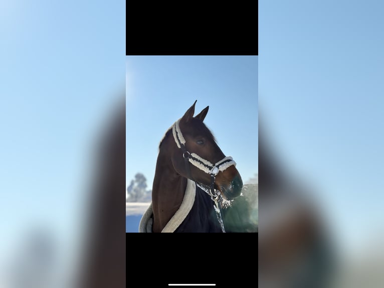 Bayerisches Warmblut Stute 13 Jahre 175 cm Brauner in Alkoven