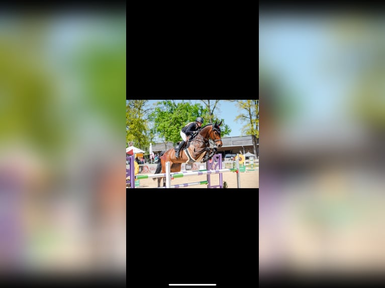 Bayerisches Warmblut Stute 13 Jahre 175 cm Brauner in Alkoven