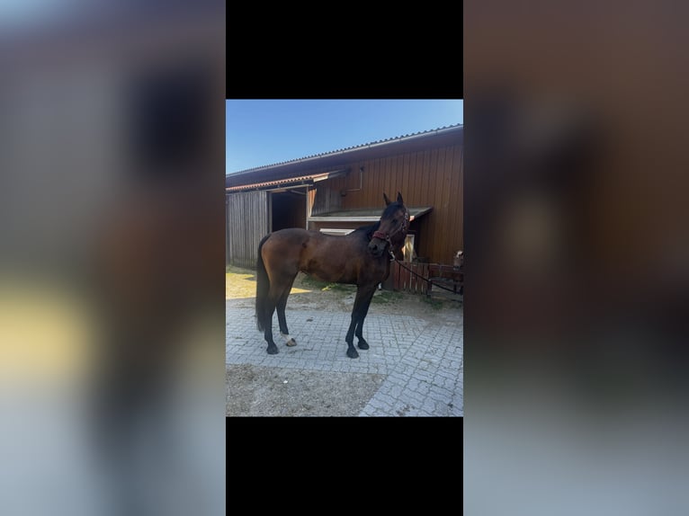 Bayerisches Warmblut Stute 13 Jahre 175 cm Brauner in Alkoven