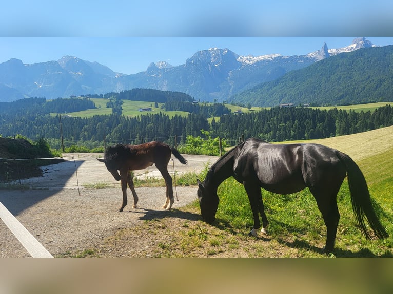 Bayerisches Warmblut Stute 13 Jahre 175 cm Rappe in Golling an der Salzach