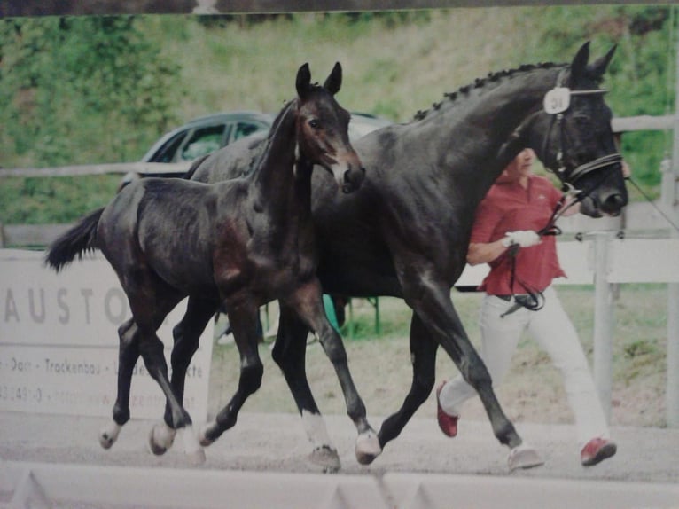 Bayerisches Warmblut Stute 13 Jahre 175 cm Rappe in Golling an der Salzach