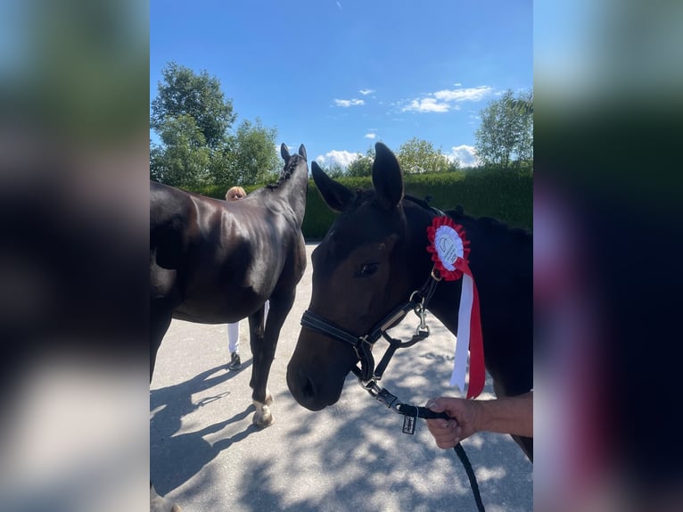 Bayerisches Warmblut Stute 13 Jahre 175 cm Rappe in Golling an der Salzach