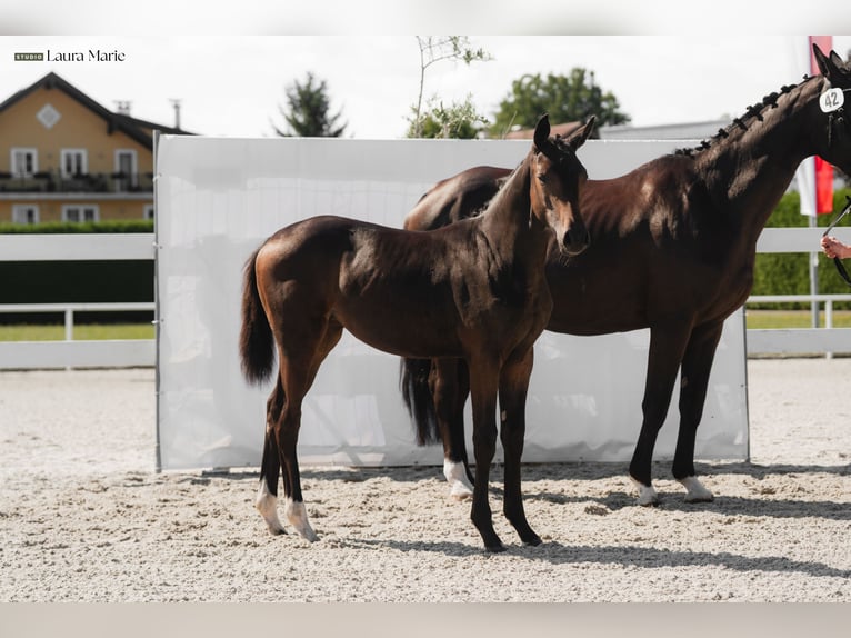 Bayerisches Warmblut Stute 13 Jahre 175 cm Rappe in Golling an der Salzach