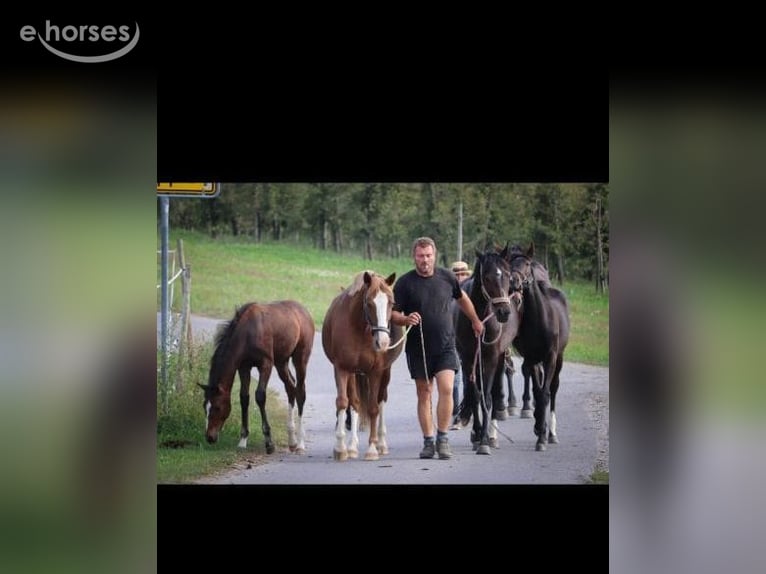 Bayerisches Warmblut Stute 14 Jahre 160 cm Fuchs in Ganderkesee