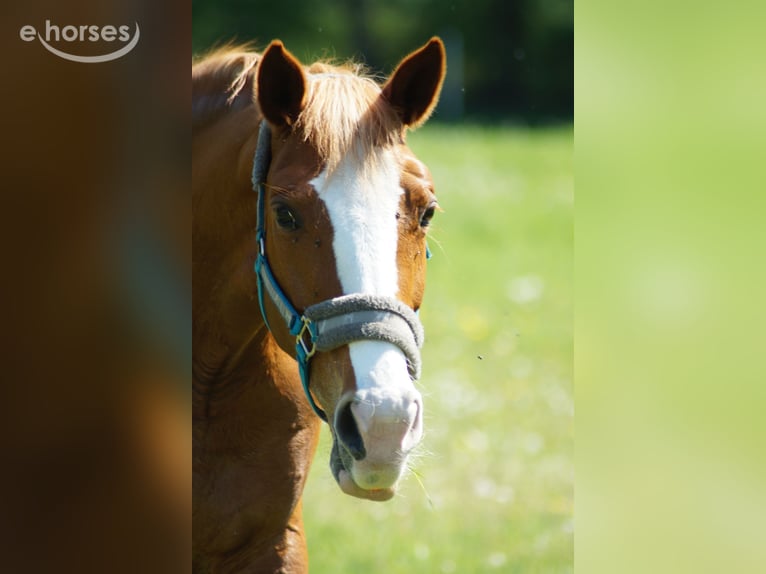 Bayerisches Warmblut Stute 14 Jahre 160 cm Fuchs in Ganderkesee