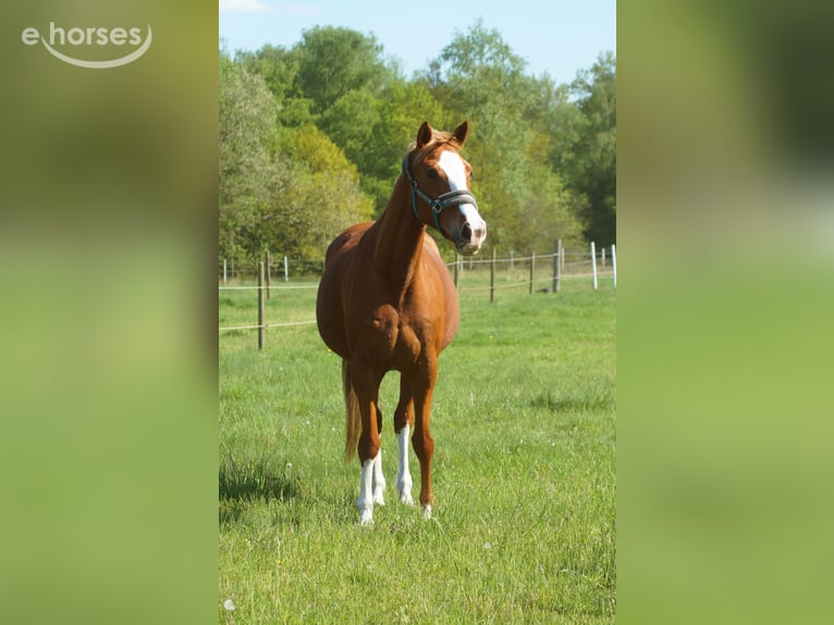Bayerisches Warmblut Stute 14 Jahre 160 cm Fuchs in Ganderkesee