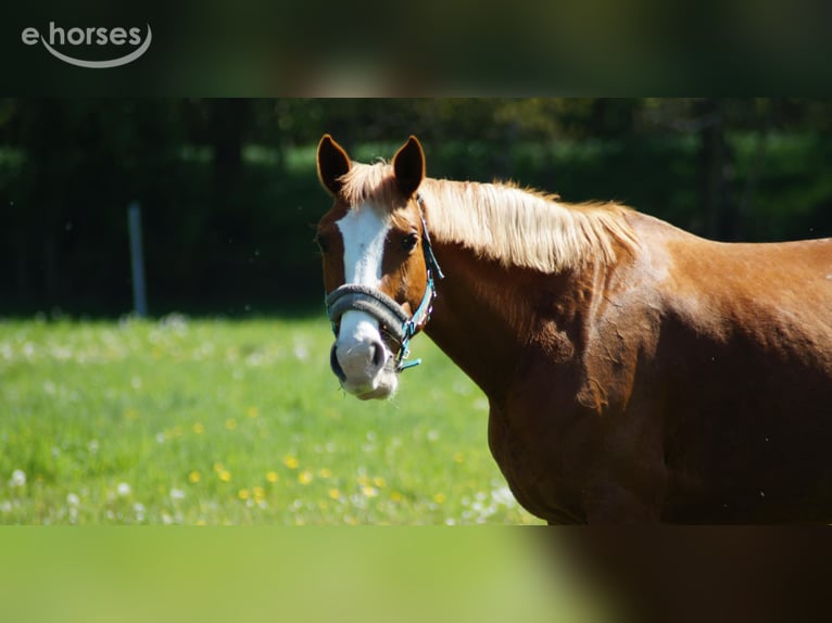Bayerisches Warmblut Stute 14 Jahre 160 cm Fuchs in Ganderkesee