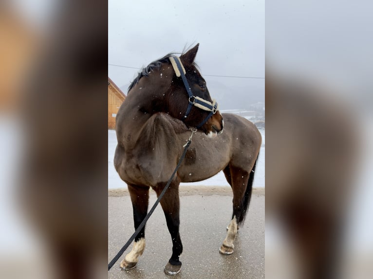 Bayerisches Warmblut Stute 14 Jahre 163 cm Dunkelbrauner in Unterammergau
