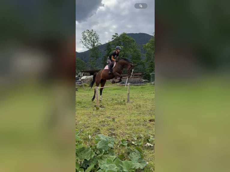 Bayerisches Warmblut Stute 14 Jahre 163 cm Dunkelbrauner in Unterammergau