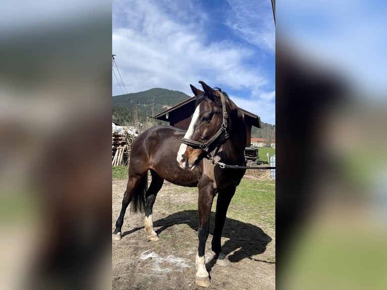 Bayerisches Warmblut Stute 14 Jahre 163 cm Dunkelbrauner in Unterammergau