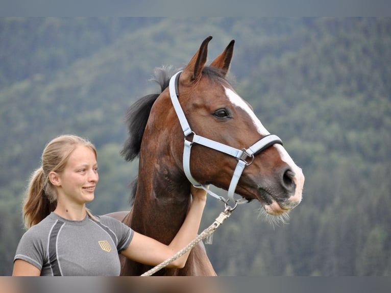 Bayerisches Warmblut Stute 14 Jahre 163 cm Dunkelbrauner in Unterammergau