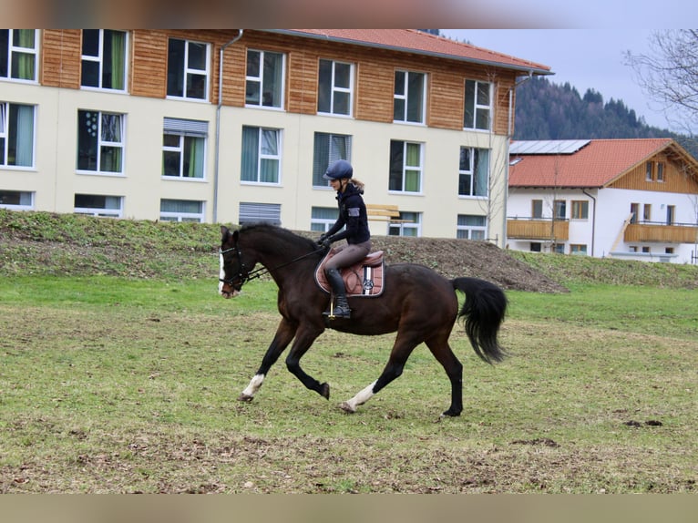 Bayerisches Warmblut Stute 14 Jahre 163 cm Dunkelbrauner in Unterammergau
