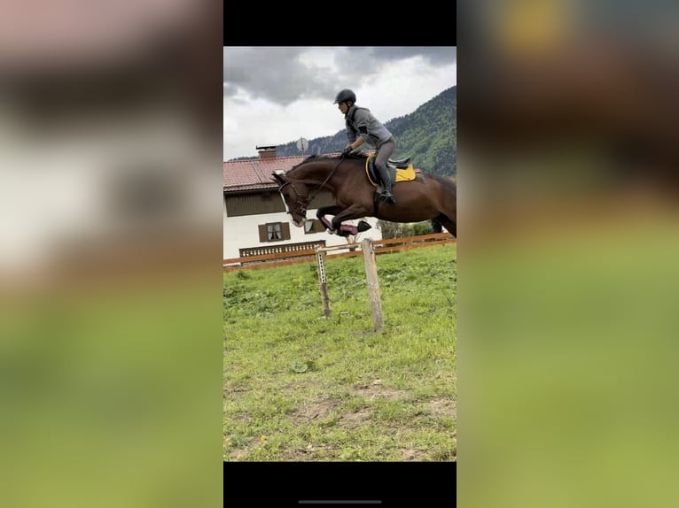 Bayerisches Warmblut Stute 14 Jahre 163 cm Dunkelbrauner in Unterammergau