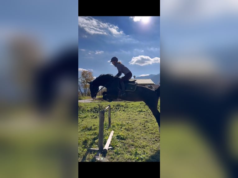 Bayerisches Warmblut Stute 14 Jahre 163 cm Dunkelbrauner in Unterammergau