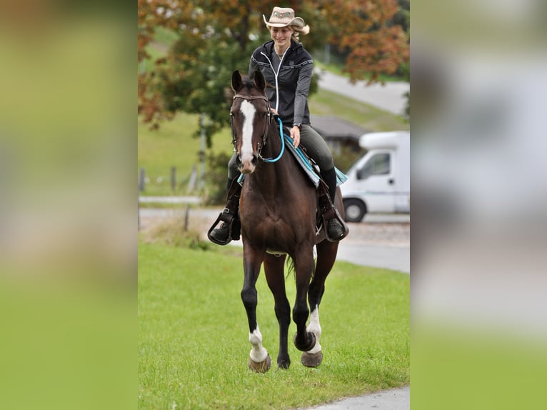 Bayerisches Warmblut Stute 14 Jahre 163 cm Dunkelbrauner in Unterammergau