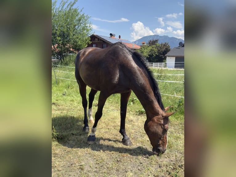 Bayerisches Warmblut Stute 14 Jahre 163 cm Dunkelbrauner in Unterammergau