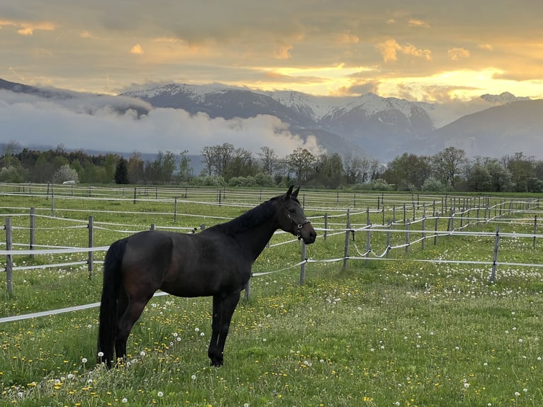 Bayerisches Warmblut Stute 14 Jahre 165 cm Brauner in Seeboden