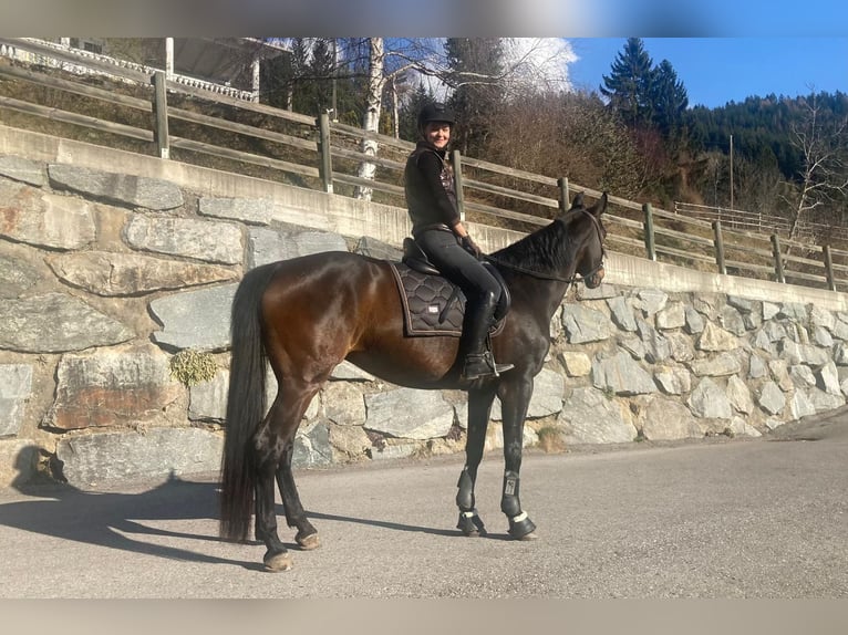 Bayerisches Warmblut Stute 14 Jahre 165 cm Brauner in Seeboden
