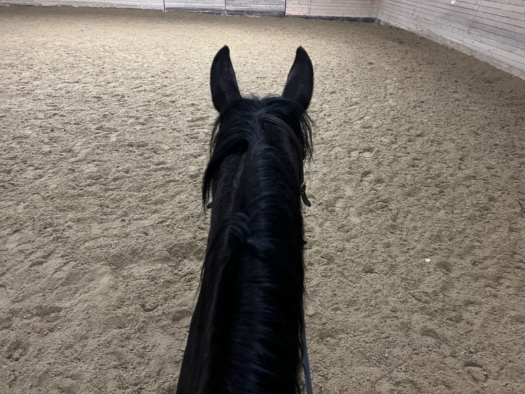 Bayerisches Warmblut Stute 14 Jahre 165 cm Brauner in Seeboden