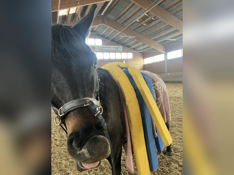 Bayerisches Warmblut Stute 14 Jahre 165 cm Brauner in Seeboden