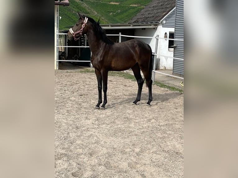 Bayerisches Warmblut Stute 14 Jahre 165 cm Dunkelbrauner in Waldkirch