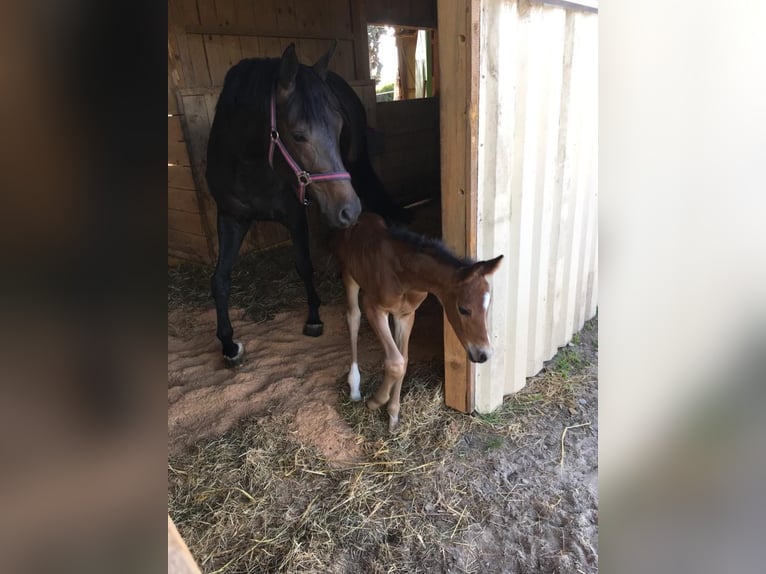 Bayerisches Warmblut Stute 14 Jahre 165 cm Dunkelbrauner in Waldkirch
