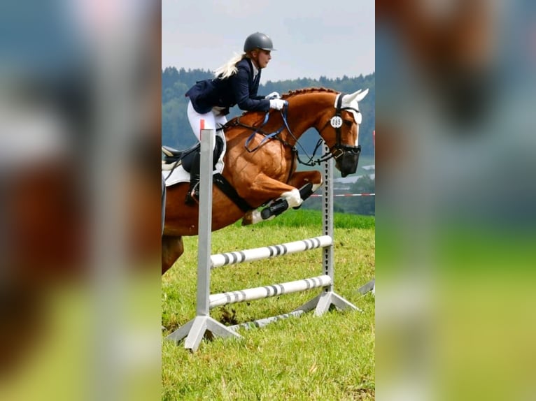 Bayerisches Warmblut Stute 14 Jahre 165 cm Fuchs in Leutkirch im Allgäu