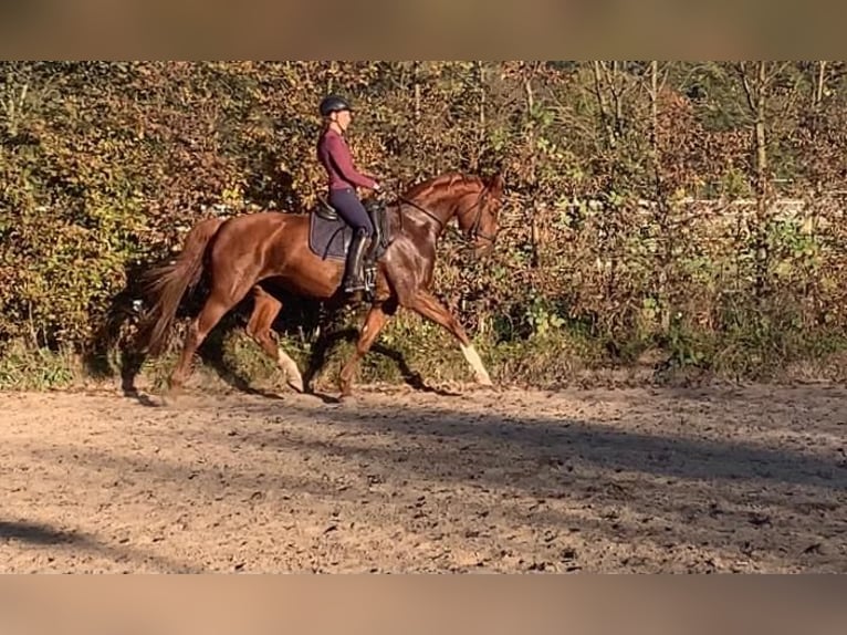 Bayerisches Warmblut Stute 14 Jahre 166 cm in Viernheim