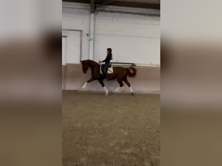 Bayerisches Warmblut Stute 14 Jahre 166 cm in Viernheim