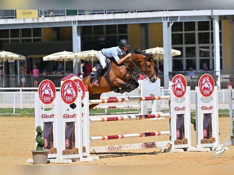 Bayerisches Warmblut Stute 14 Jahre 168 cm Brauner in Memmingen